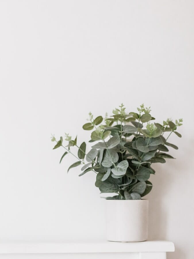 greenery & houseplants modern design