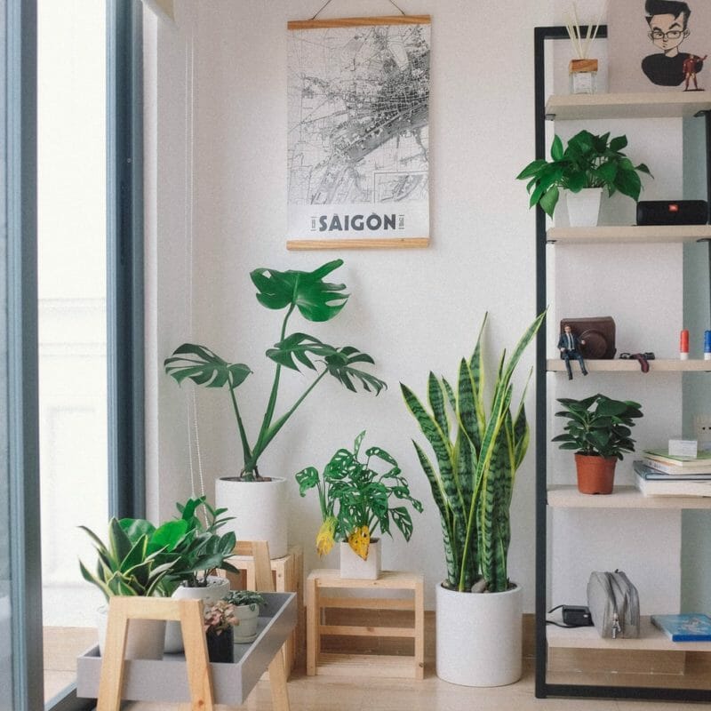 modern houseplant design for a contemporary home